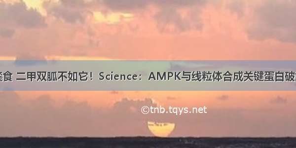 禁食 二甲双胍不如它！Science：AMPK与线粒体合成关键蛋白破解