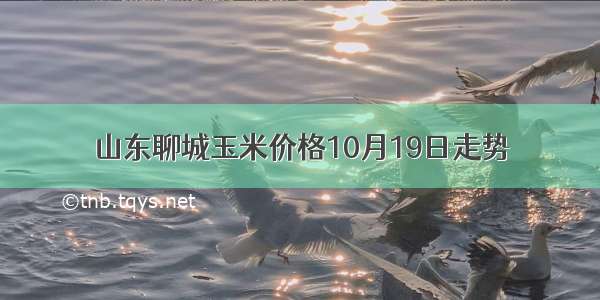 山东聊城玉米价格10月19日走势