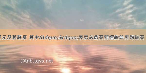 下图表示三个神经元及其联系 其中“”表示从树突到细胞体再到轴突 甲 乙为两个电表