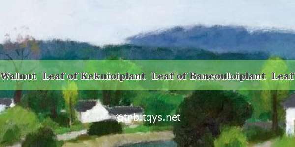 石栗叶Leaf of Belgaum Walnut  Leaf of Kekuioiplant  Leaf of Bancouloiplant  Leaf of Lumbangoilplant  Le