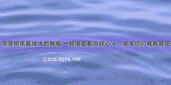 流浪狗吊着球大的肿瘤 一脸渴望看向好心人：求求你们救救我吧