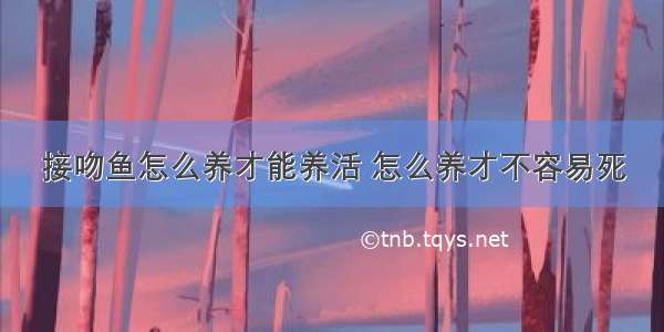 接吻鱼怎么养才能养活 怎么养才不容易死