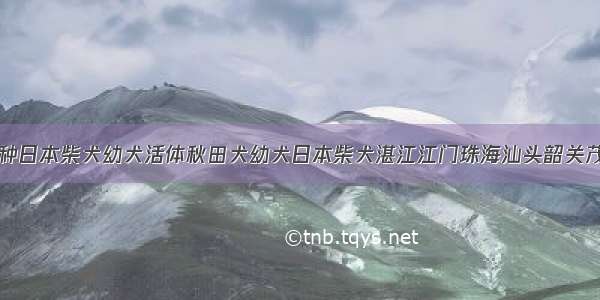 湛江出售纯种日本柴犬幼犬活体秋田犬幼犬日本柴犬湛江江门珠海汕头韶关茂名肇庆梅州