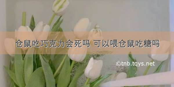 仓鼠吃巧克力会死吗 可以喂仓鼠吃糖吗