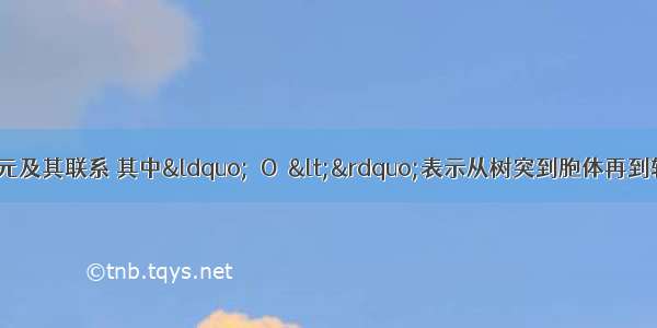 下图表示三个神经元及其联系 其中&ldquo;－O－&lt;&rdquo;表示从树突到胞体再到轴突及末梢 下列有