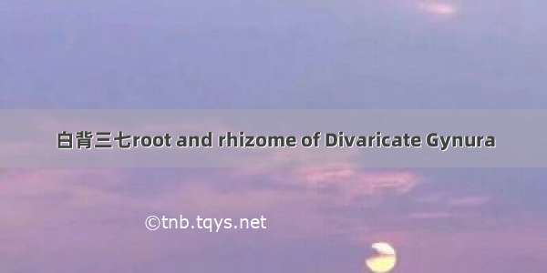 白背三七root and rhizome of Divaricate Gynura