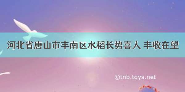 河北省唐山市丰南区水稻长势喜人 丰收在望