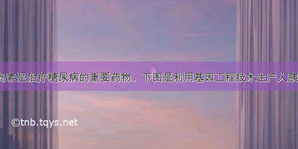 （7分）胰岛素是治疗糖尿病的重要药物。下图是利用基因工程技术生产人胰岛素时扩增目