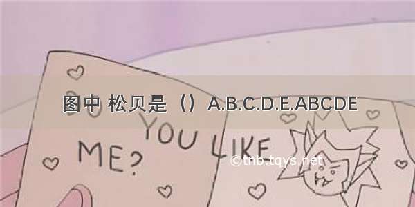 图中 松贝是（）A.B.C.D.E.ABCDE