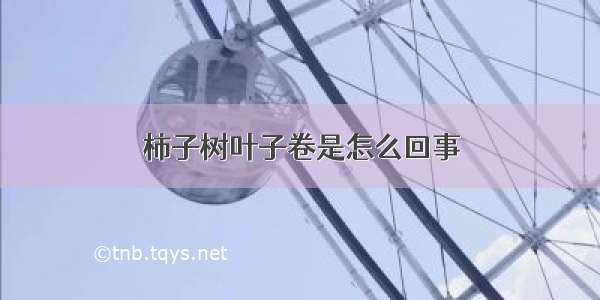 柿子树叶子卷是怎么回事