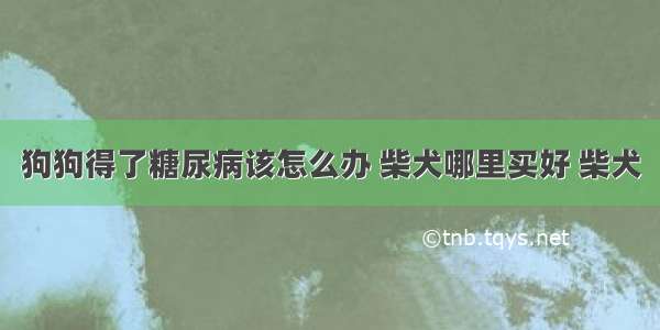 狗狗得了糖尿病该怎么办 柴犬哪里买好 柴犬