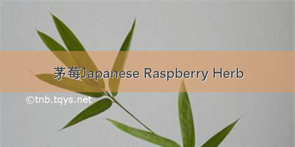 茅莓Japanese Raspberry Herb