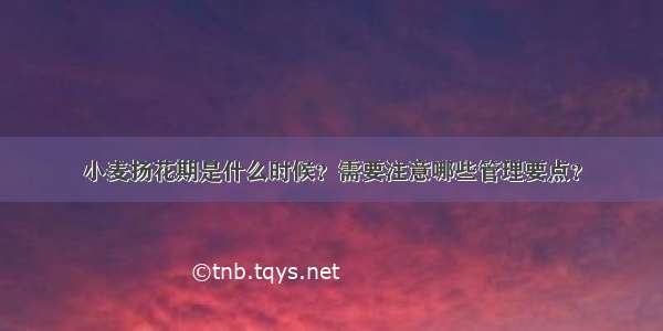 小麦扬花期是什么时候？需要注意哪些管理要点？