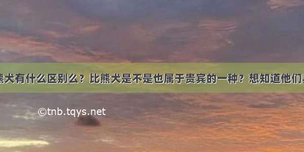 泰迪犬和比熊犬有什么区别么？比熊犬是不是也属于贵宾的一种？想知道他们具体有什么区