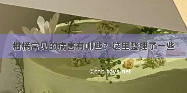 柑橘常见的病害有哪些？这里整理了一些