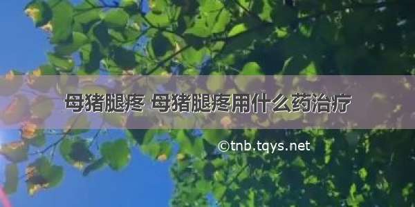 母猪腿疼 母猪腿疼用什么药治疗