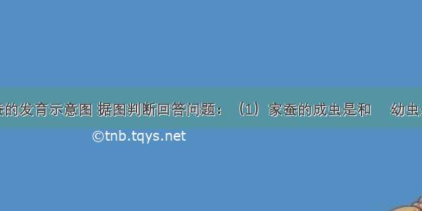 如图是家蚕的发育示意图 据图判断回答问题：（1）家蚕的成虫是和　 幼虫是　（填字