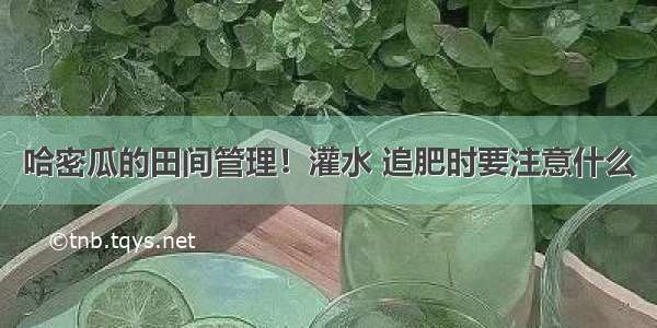 哈密瓜的田间管理！灌水 追肥时要注意什么