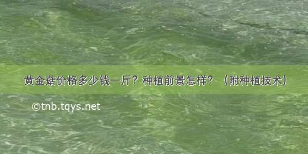 黄金菇价格多少钱一斤？种植前景怎样？（附种植技术）