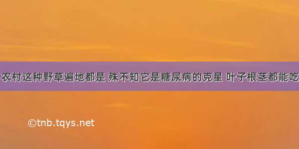 农村这种野草遍地都是 殊不知它是糖尿病的克星 叶子根茎都能吃