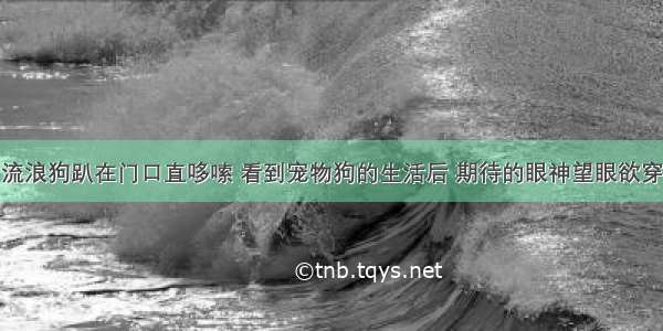 流浪狗趴在门口直哆嗦 看到宠物狗的生活后 期待的眼神望眼欲穿