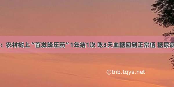 医院下令：农村树上“首发降压药”1年结1次 吃3天血糖回到正常值 糖尿病不攻自破