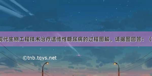 下图是利用现代生物工程技术治疗遗传性糖尿病的过程图解。请据图回答：（1）图中②所