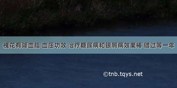 槐花有降血脂 血压功效 治疗糖尿病和银屑病效果棒 错过等一年