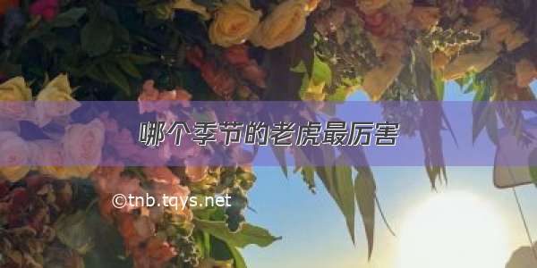 哪个季节的老虎最厉害