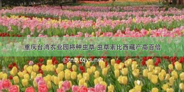 重庆台湾农业园将种虫草 虫草素比西藏产高百倍