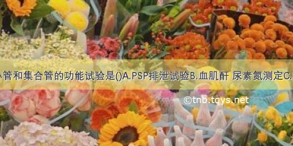 反映远曲小管和集合管的功能试验是()A.PSP排泄试验B.血肌酐 尿素氮测定C.内生肌酐清