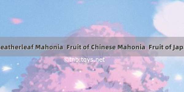 功劳子Fruit of Leatherleaf Mahonia  Fruit of Chinese Mahonia  Fruit of Japanese Mahonia