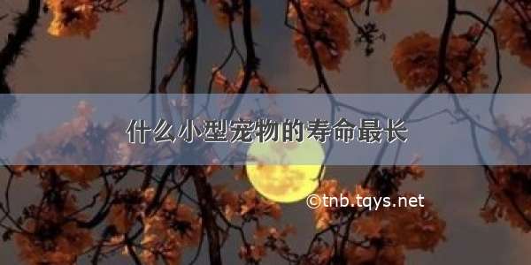 什么小型宠物的寿命最长