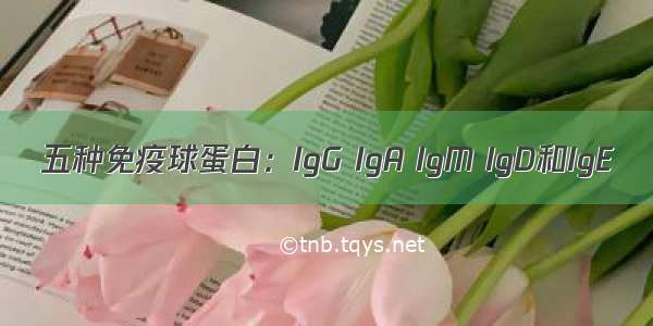 五种免疫球蛋白：IgG IgA IgM IgD和IgE