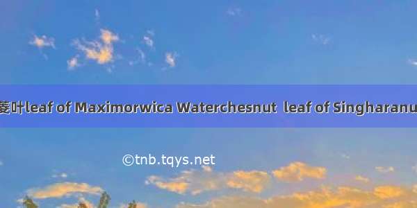 菱叶leaf of Maximorwica Waterchesnut  leaf of Singharanut