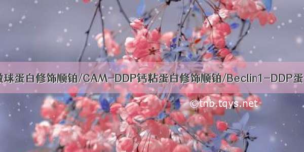 β2mG-DDP微球蛋白修饰顺铂/CAM-DDP钙粘蛋白修饰顺铂/Beclin1-DDP蛋白修饰顺铂