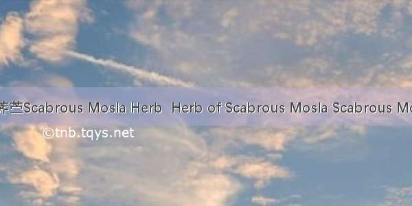 石荠苎Scabrous Mosla Herb  Herb of Scabrous Mosla Scabrous Mosla