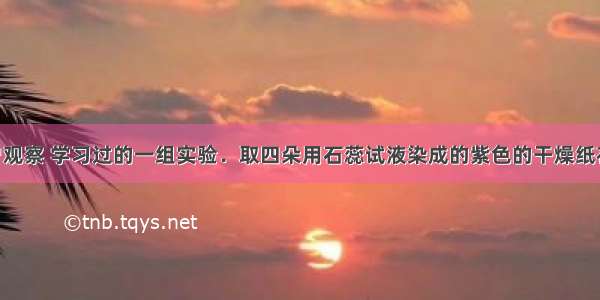 请回忆你曾观察 学习过的一组实验．取四朵用石蕊试液染成的紫色的干燥纸花 分别按下