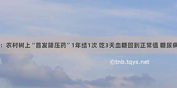 医院下令：农村树上“首发降压药”1年结1次 吃3天血糖回到正常值 糖尿病不攻自破