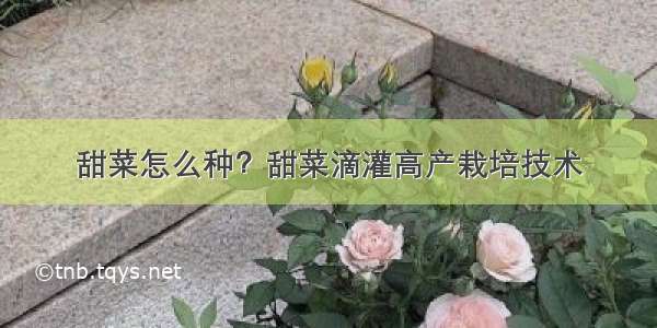 甜菜怎么种？甜菜滴灌高产栽培技术