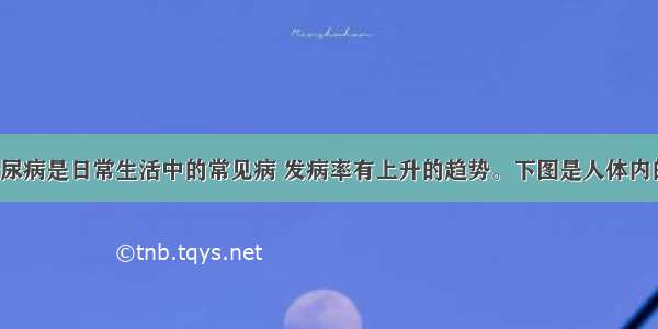 （10分）糖尿病是日常生活中的常见病 发病率有上升的趋势。下图是人体内的血糖平衡调