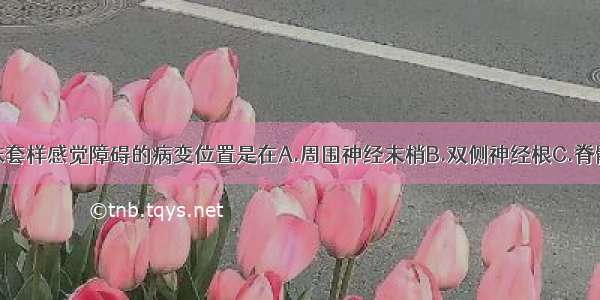 引起手套和袜套样感觉障碍的病变位置是在A.周围神经末梢B.双侧神经根C.脊髓D.神经干E.