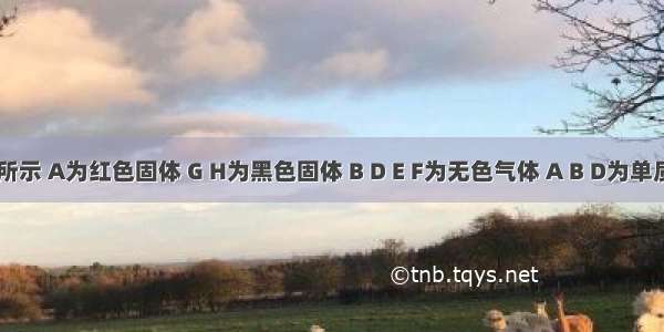 如图所示 A为红色固体 G H为黑色固体 B D E F为无色气体 A B D为单质 F能