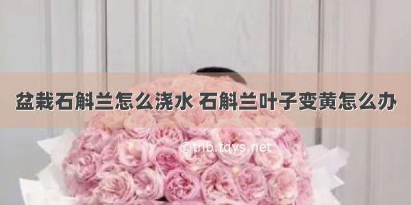 盆栽石斛兰怎么浇水 石斛兰叶子变黄怎么办