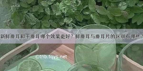 新鲜鹿茸和干鹿茸哪个效果更好？鲜鹿茸与鹿茸片的区别有哪些？