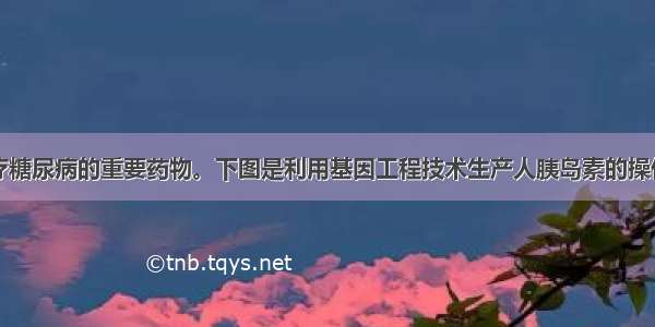 胰岛素是治疗糖尿病的重要药物。下图是利用基因工程技术生产人胰岛素的操作过程示意图