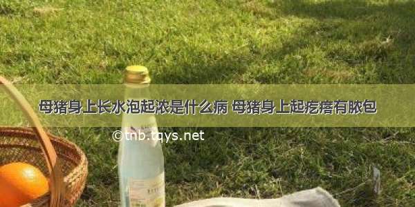 母猪身上长水泡起浓是什么病 母猪身上起疙瘩有脓包