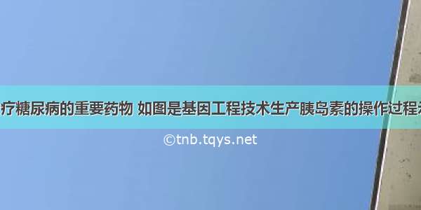 胰岛素是治疗糖尿病的重要药物 如图是基因工程技术生产胰岛素的操作过程示意图 请据