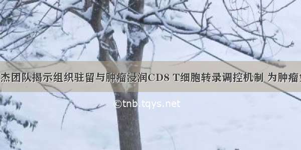 Immunity | 孙杰团队揭示组织驻留与肿瘤浸润CD8 T细胞转录调控机制 为肿瘤免疫治疗提供...