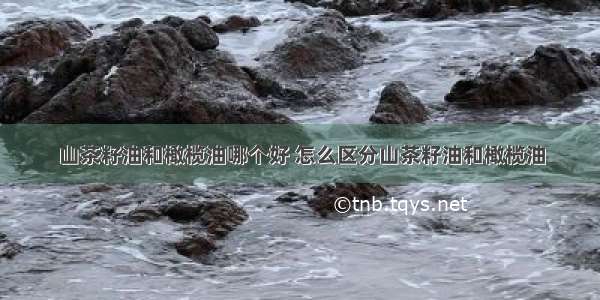 山茶籽油和橄榄油哪个好 怎么区分山茶籽油和橄榄油